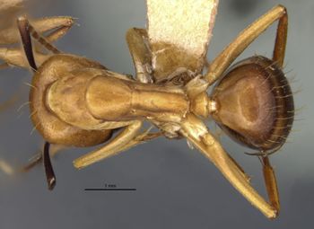 Media type: image;   Entomology 21493 Aspect: habitus dorsal view
